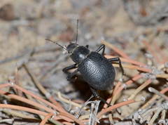 Trachyderma triangularis