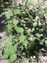 Callianthe pauciflora