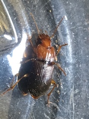 Amphasia interstitialis