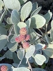 Conocarpus