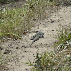 Salvator merianae merianae