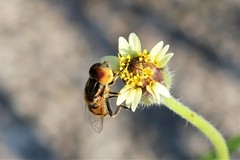 Eristalinus megacephalus