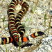 Lampropeltis zonata - Photo (c) *~Dawn~*, some rights reserved (CC BY)