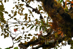 Epidendrum cochlidium