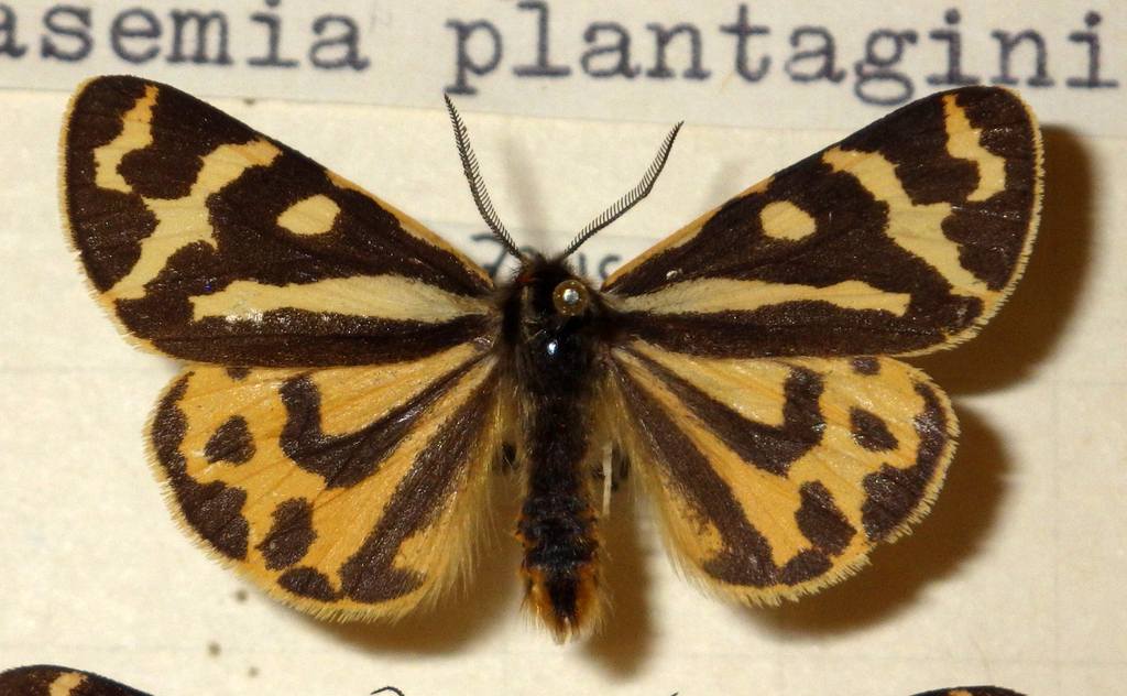 Wood Tiger