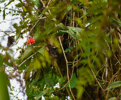 Epidendrum cochlidium