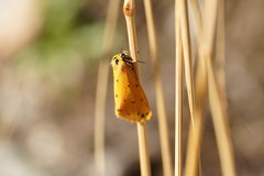 Setina