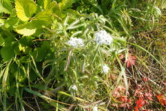Achillea alpina camtschatica