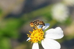 Eristalinus megacephalus