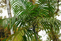 Chamaedorea linearis