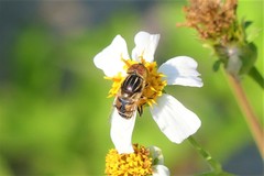 Eristalinus megacephalus