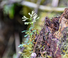 Elaphoglossum tripartitum