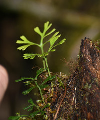 Elaphoglossum tripartitum