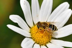 Eristalis arbustorum