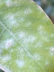 Erysiphe lagerstroemiae
