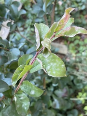 Erysiphe lagerstroemiae