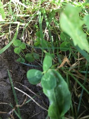 Trifolium repens