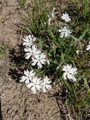 Phlox bifida