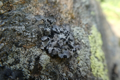 Umbilicaria cylindrica