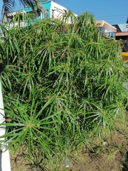 Cyperus
