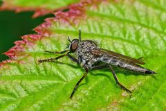 Tolmerus atricapillus