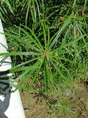 Cyperus