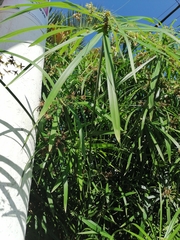 Cyperus