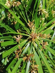 Cyperus