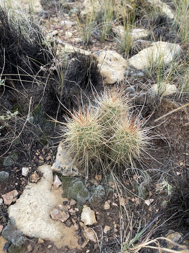Echinocereus triglochidiatus