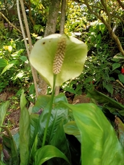 Spathiphyllum wallisii