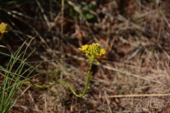 Bulbine capitata