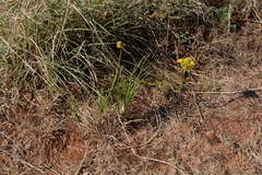 Bulbine capitata