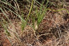 Bulbine capitata