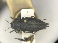 Dicerca tenebrosa