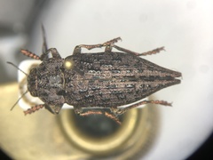 Dicerca tenebrosa