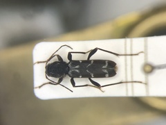 Neoclytus muricatulus