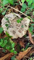 Macrolepiota procera