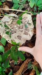 Macrolepiota procera