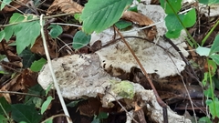 Macrolepiota procera