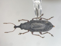 Cimberis pilosa