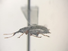Cimberis pilosa