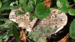 Macrolepiota procera
