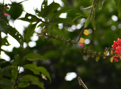 Columnea ovatifolia