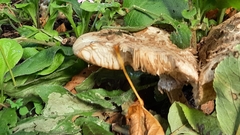 Macrolepiota procera