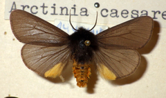 Epatolmis luctifera