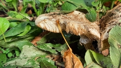 Macrolepiota procera