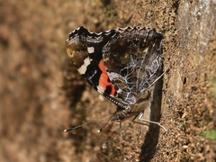 Vanessa indica