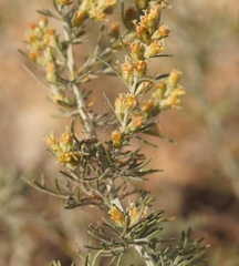Artemisia taurica