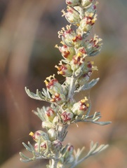 Artemisia fragrans