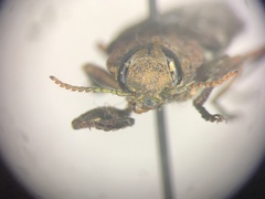 Chrysobothris dentipes